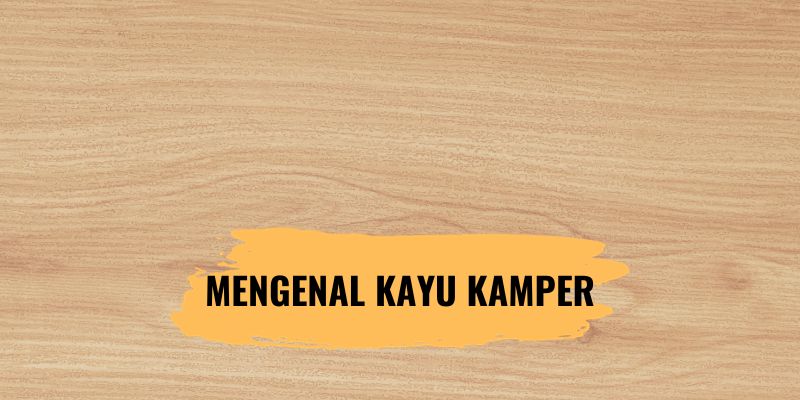 Mengenal Kayu Kamper, Kayu Dengan Aroma yang Khas